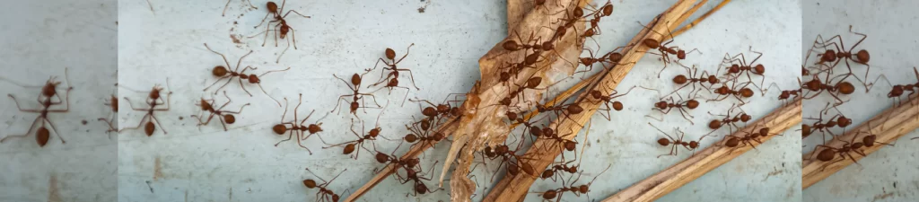 problema com formigas? aninseto curitiba